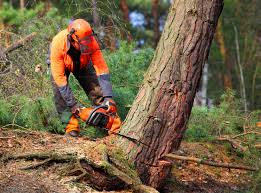 Tree and Shrub Care in Royston, GA